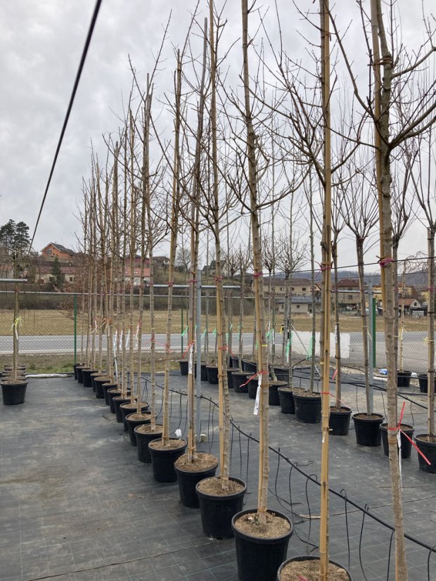 Acer campestre 'Elsrijk' - Varianty: ko35l velikost ok 10-12
