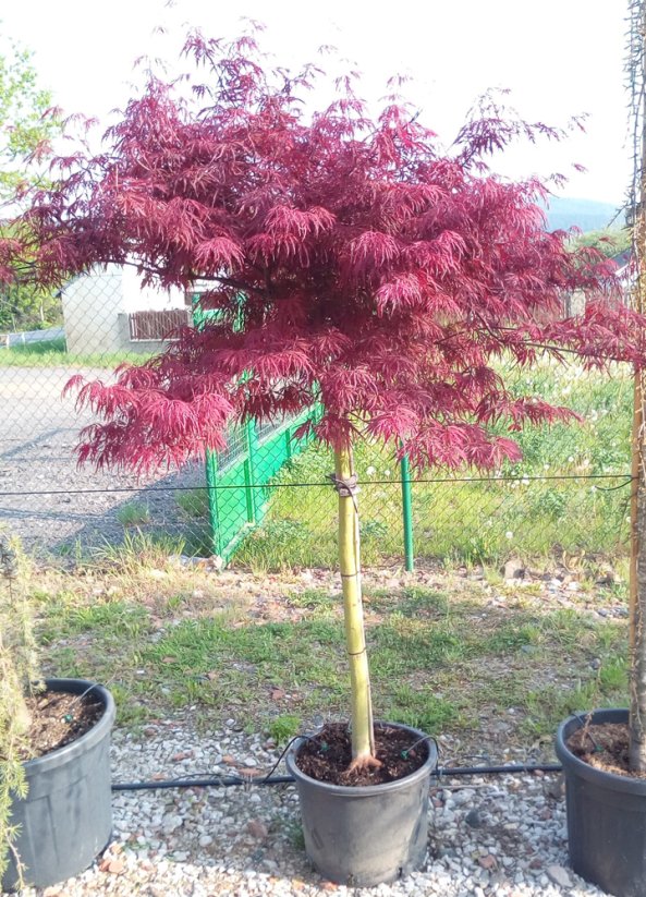 Acer palmatum 'Tamukeyama' - Varianty: ko35l velikost 125-150 kmen 120