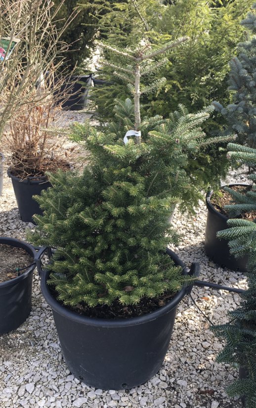 Abies koreana - Varianty: ko20l velikost 125-150