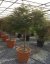 Acer palmatum 'Dissectum' - Varianty: ko18l velikost 100-125 dole roubovaný