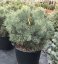 Pinus sylvestris 'Watererii'