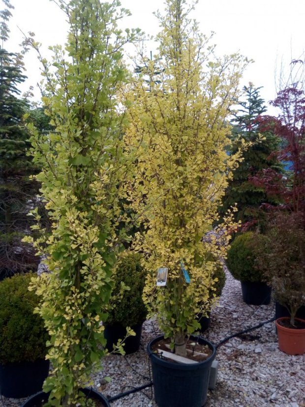 Ginkgo biloba 'Fastigiata Blagon'