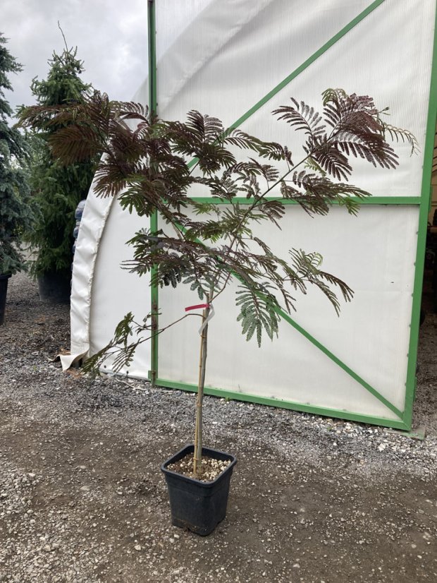 Albizia julibrissin 'Summer Chocolate'
