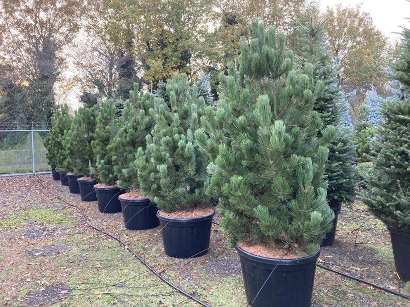 Pinus leucodermis 'Satelit' - Varianty: ko20l velikost 60-80