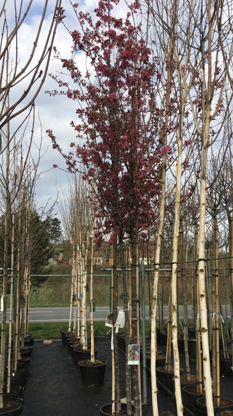 Malus 'Coccinella' - Varianty: ko35l velikost ok 8-10
