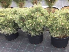 Pinus nigra 'Nana'