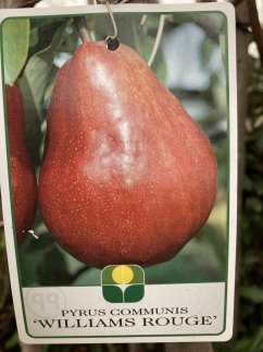 Pyrus communis 'Williamsova červená' CAC