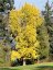 Ginkgo biloba - Varianty: ko50l velikost ok 10-12
