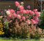 Hydrangea paniculata 'Vanille Fraise' ®