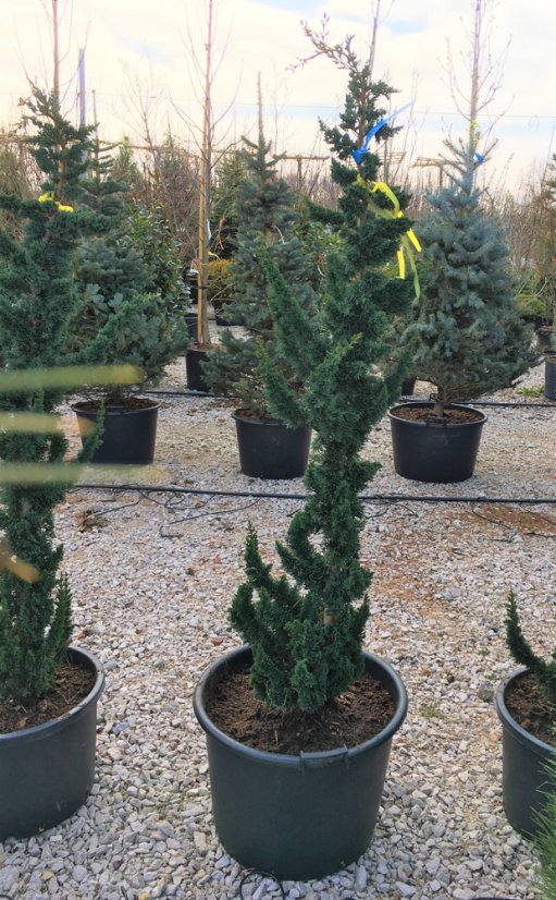 Chamaecyparis lawsoniana 'Wissel’s Saguaro'