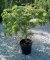 Acer palmatum 'Vitifolium'