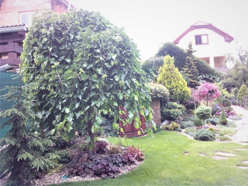 Morus alba 'Pendula' - Varianty: ko25l velikost ok 8-10