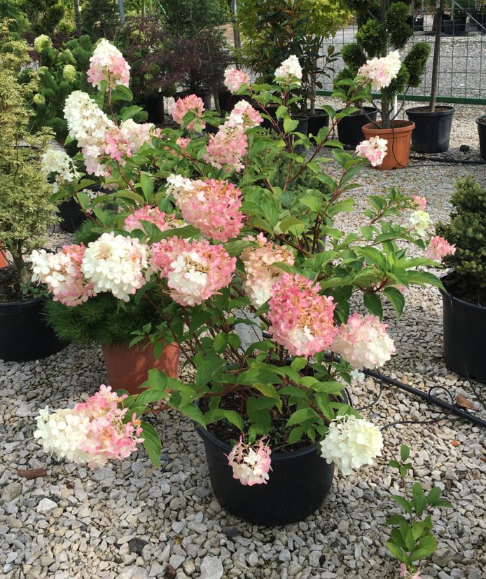 Hydrangea paniculata 'Vanille Fraise' ® - Varianty: ko5l velikost 60-80