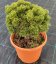 Pinus mugo 'Sherwood Compact'