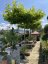 Platanus x acerifolia - Varianty: ko20l velikost 200-250
