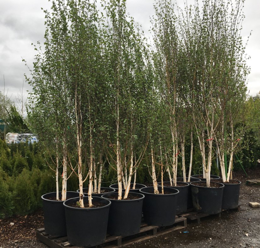 Betula jacquemontii - Varianty: ko35l velikost 200-250 vícekmen