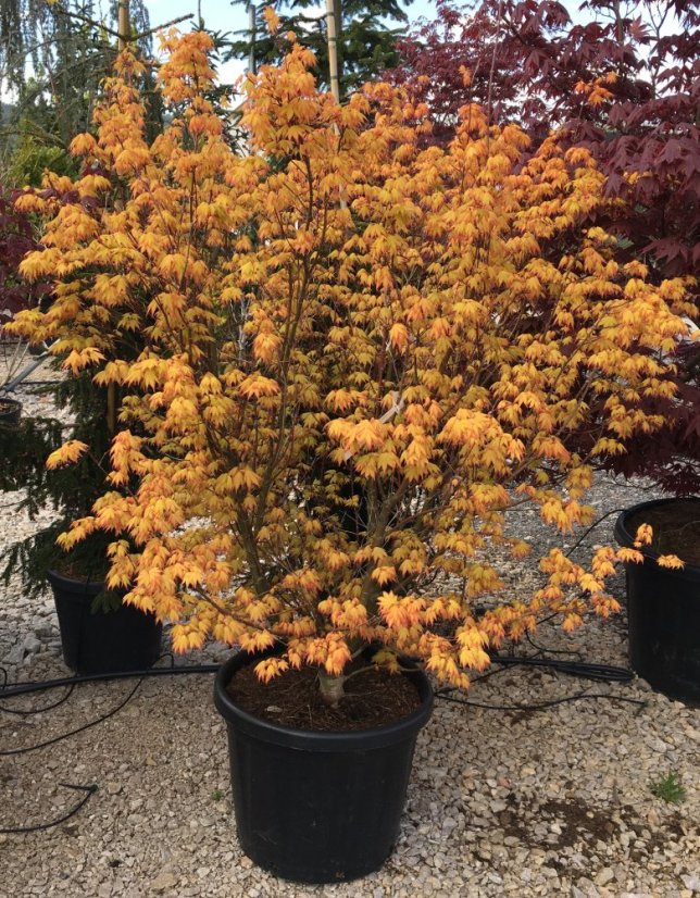 Acer palmatum 'Orange Dream' - Varianty: ko35l velikost 125-150