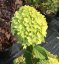 Hydrangea paniculata 'Limelight' ® - Varianty: ko10l velikost 60-80
