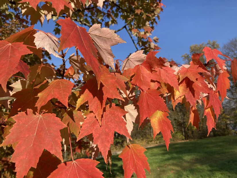 Acer rubrum 'Red Sunset'