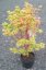 Acer palmatum 'Sangokaku' - Varianty: ko35l velikost 125-150