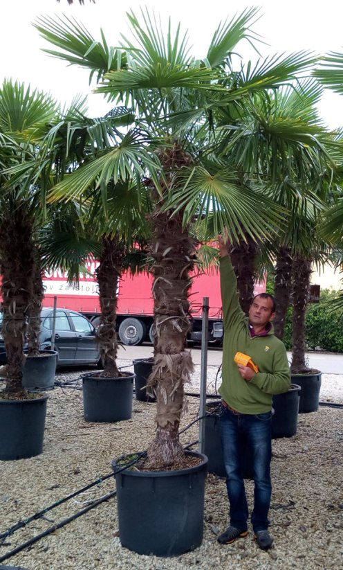 Trachycarpus fortunei