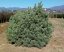 Pinus sylvestris 'Watererii'