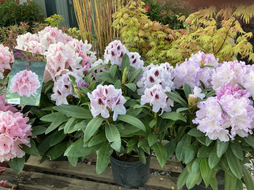 Rhododendron x hybridum - Varianty: ko2,5l velikost 25-30
