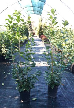Prunus laurocerasus 'Caucasica'