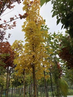 Acer platanoides 'Emerald Queen'