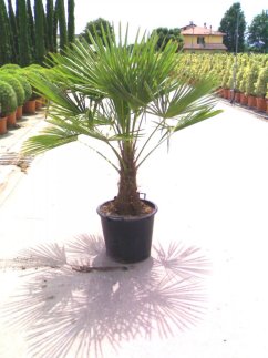 Trachycarpus fortunei