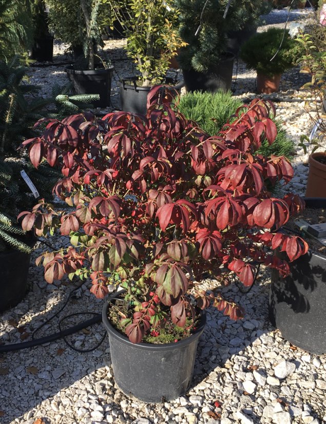Euonymus alatus 'Compactus' - Varianty: ko30l velikost 60-80