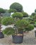 Pinus sylvestris - Varianty: ko285l velikost 200-225