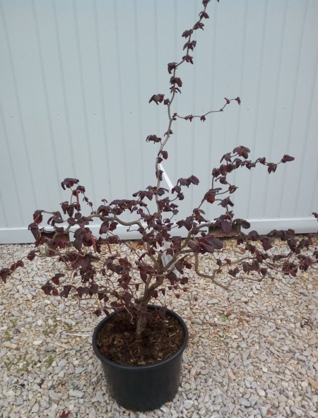 Corylus avellana 'Red Majestic' Corylus avellana 'Red Majestic'