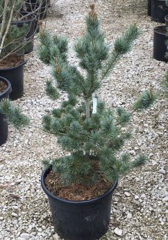 Pinus parviflora 'Negishi'