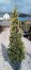 Cupresocyparis leylandii 'Golden Rider' - Varianty: ko25l velikost 140-160 pompon plochý