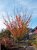 Prunus serrulata 'Kanzan'