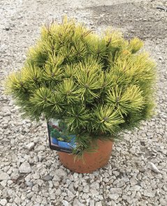 Pinus mugo 'Carsten’s Wintergold'