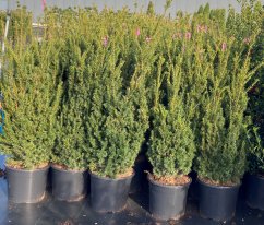 Taxus x media 'Hilli'