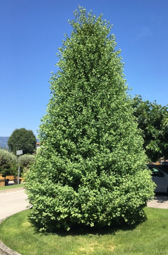 Ginkgo biloba 'Fastigiata Blagon'