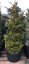 Picea abies 'Will’s Zwerg' - Varianty: ko50l velikost 150-175