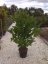 Magnolia stellata - Varianty: ko18l velikost 100-125