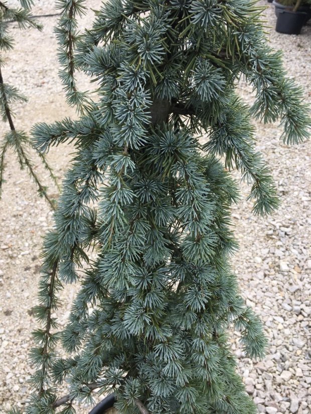 Cedrus atlantica 'Glauca Pendula' - Varianty: ko230l velikost ok 30-35