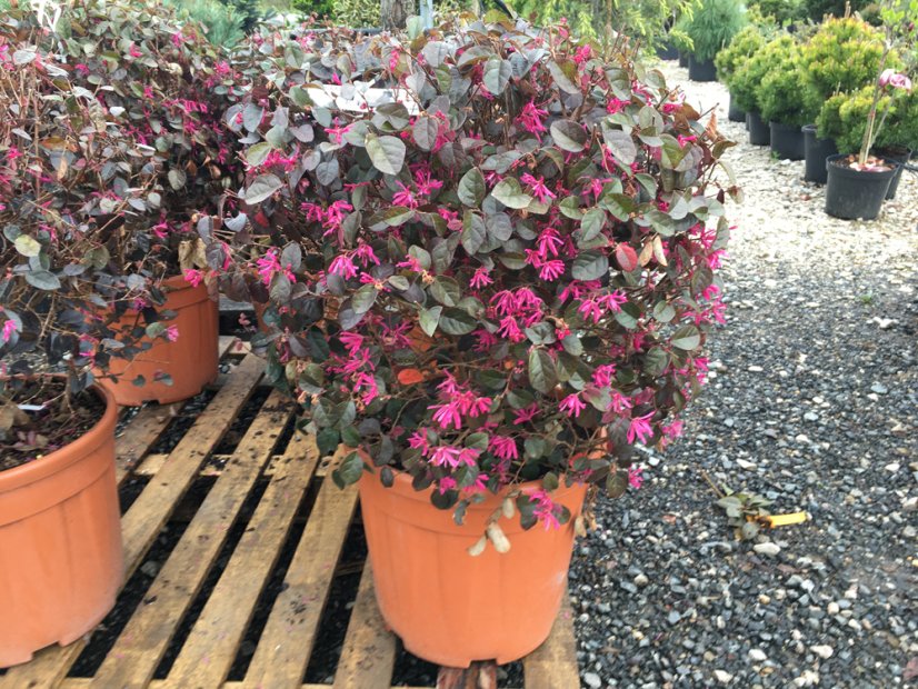 Loropetalum chinense 'Black Pearl' - Varianty: ko18l koule 40-50