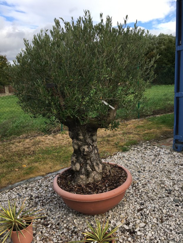 Olea europaea - Varianty: CU90 bonsai