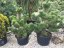Pinus nigra 'Oregon Green' - Varianty: ko60l velikost 125-150