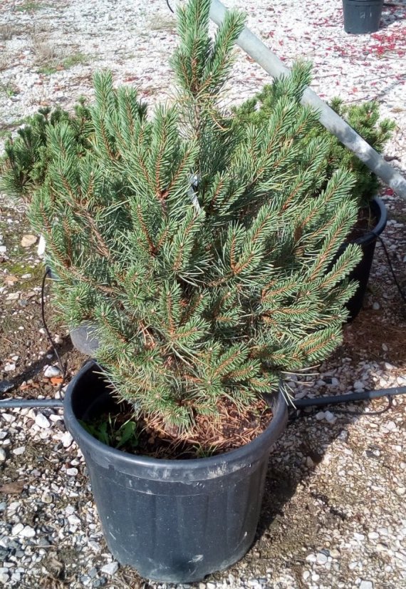 Pinus sylvestris 'Watererii' - Varianty: ko110l velikost 100-125 pompon