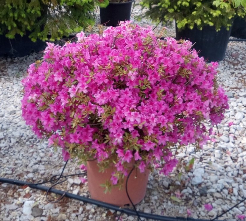 Azalea japonica - Varianty: "Stewartstown" ko4l velikost 25-30 oranžová