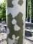 Platanus x acerifolia - Varianty: ko20l velikost 200-250