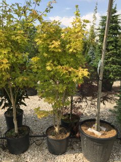 Acer shirasawanum 'Jordan'