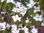 Cornus kousa 'Schmetterling' - Varianty: ko20l velikost 150-175
